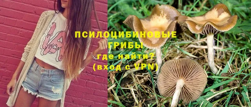 хочу наркоту  Тетюши  кракен рабочий сайт  Галлюциногенные грибы Cubensis 