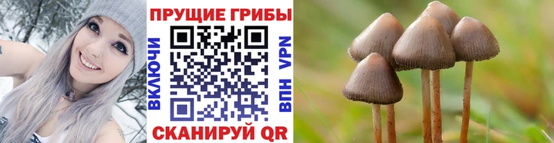 Галлюциногенные грибы Psilocybine cubensis  Тетюши 